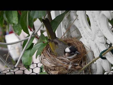 家中有鳥築巢 風水|鳥巢風水：7日提升運勢